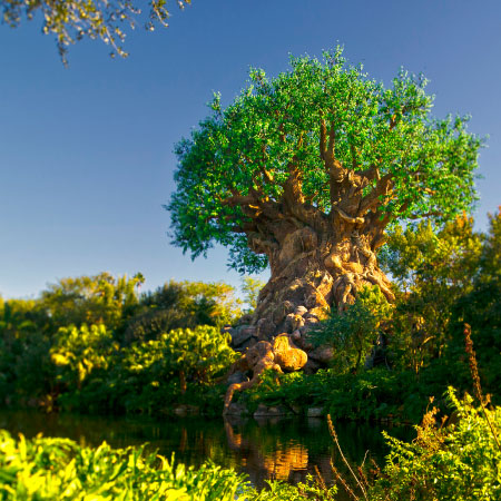 Disney's Animal Kingdom Theme Park